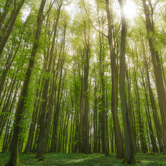 Forestazione